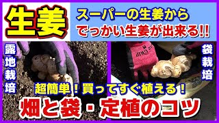 【スーパーの生姜から栽培】買ってすぐ植える！（4月以降霜の心配が無くなったら）畑と袋・定植のコツ／袋栽培（注意：動画とは違う内側が黒い袋を使ってください！）／プランター栽培は袋栽培と同じ／家庭菜園 [upl. by Damour655]