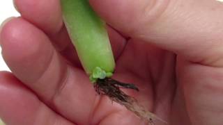 How To Propagate Succulents Leaves In Water 10 Day Results [upl. by Sudhir]