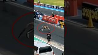 Kangaroos on The Racetrack 😱😨🤯shorts kangaroo racetrack [upl. by Idnaj]