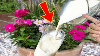 ⭐⭐ Añade LECHE a tus PLANTAS y durarán AÑOS  Fungicida casero  Roya Oídio Brotytis Mildiu [upl. by Efi681]