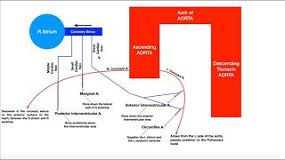 Coronary Circulation  Coronary Arteries amp Cardiac Veins [upl. by Iila885]