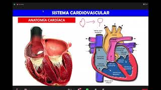 FISIOLOGÍA CARDIOVASCULAR  CICLO CARDÍACO  PROYECTO HERMANO MAYOR [upl. by Ielerol324]