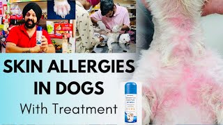 Pet care  Most Common Skin Problems Dog Allergy Bacterial Fungal Infections amp Wounds BholaShola [upl. by Eedya]