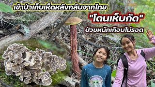 V382 เก็บเห็ดแม่ไก่ เห็ดผึ้งขายาว สงสัยว่าโดนเห็บกัดที่ป่านี้ Mushroom hunting after Thailand [upl. by Dibbell]