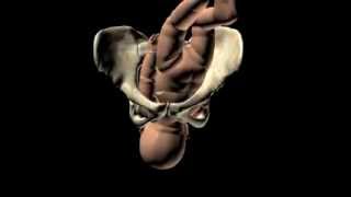 La naissance dun enfant  accouchement en 3D [upl. by Doss95]