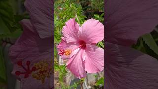 Hibiscus The Most Beautiful Flower You Can Grow hibiscus shorts [upl. by Yoshi]