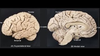 GYRI OF THE BRAIN  LEARN IN 4 MINUTES [upl. by Roee]