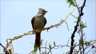 Coludito copetón Leptasthenura platensis VOZ [upl. by Ovatsug]