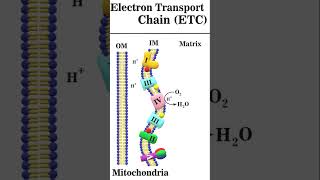 Electron Transport Chain 2 animation electrontransportchain [upl. by Iznil]