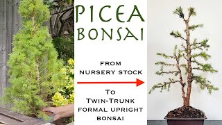 Twin Trunk Picea Bonsai from Nursery Stock [upl. by Anavlis248]