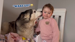 Husky Wakes Grumpy Baby Up In The Cutest Way😭 SHE WAKES SO HAPPY [upl. by Ijuy]