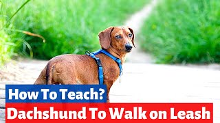 How do you Teach a Dachshund to Walk on the Leash  Dachshund Training [upl. by Cj334]