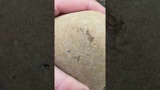 🦀 How I find fossil crabs 🦀 short fossil [upl. by Sonitnatsok508]