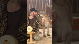 Will the cougar taste the melon braige cat animals puma cute [upl. by Bluma]