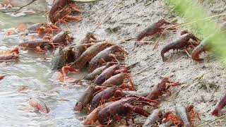 Red Swamp Crayfish AKA Crawfish exiting crawfish pond being drained St Landry Parish Louisiana [upl. by Rolo]