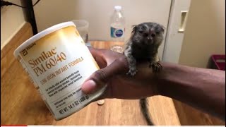 How To Prepare A Bottle For A Baby Marmoset Monkey [upl. by Caves123]