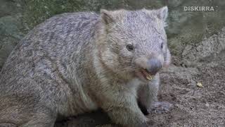 Cranky Wombat After Being Woken From A Nap  Watch until the end [upl. by Razatlab]