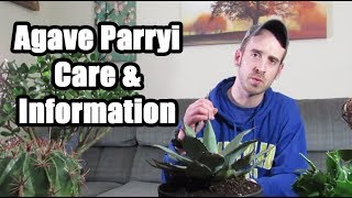 Caring for an Agave Plant Agave parryi [upl. by Aiciruam]