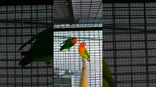 angelaviary Wild Green Fischer birds shorts trending viralvideo lovebirds pets birdslover [upl. by Saba]