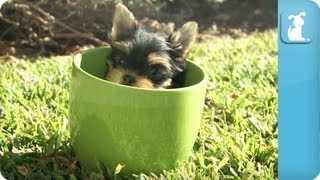 Yorkie Puppies in Teacups [upl. by Maccarone721]