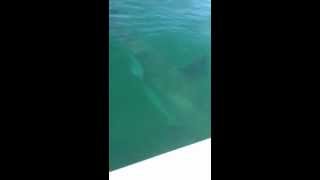 Great white shark swims at Steamer Lane during ONeill Cold Water Classic [upl. by Aldredge89]