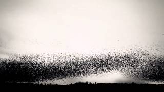 Bell X1  Starlings Over Brighton Pier HD [upl. by Alleunamme]