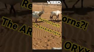 Fun Facts about The Majestic Arabian Oryx arabian oryx arabia uae quatar arabianwildlife [upl. by Ydahs191]