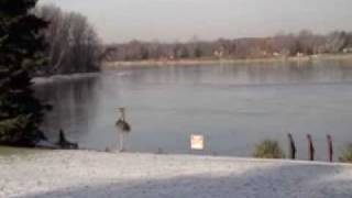 8 Bald Eagles on Ice [upl. by Fesuoy]