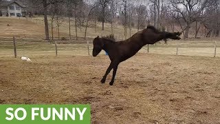 Friesian filly has fun playing with puppy [upl. by Hester]