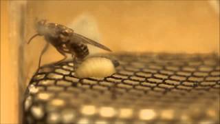 Female Tsetse Fly Giving Birth [upl. by Kcirret]