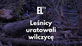 Leśnicy uratowali wilczycę [upl. by Netsrak]