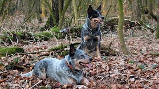 Australian Cattle Dogs in Action [upl. by Adeehsar]