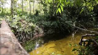 Cryptocoryne cordata var brunneus in Gunung Mas DIscoveryPlanet [upl. by Goddard]