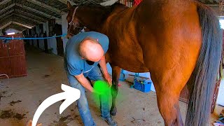 YOU cant IMAGINE this horses PAIN Professional hoof restoration [upl. by Alrats964]