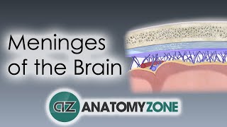 Meninges of the Brain  3D Anatomy Tutorial [upl. by Sahcnip]