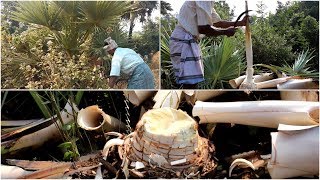 Heart Of Palm Tree  Swamp Cabbage Stew  My Village Foods [upl. by Yeltrab]