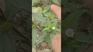 Medicinal plant Eclipa prostrata  False Daisy Trailing eclipta भ्रिंगराज Bhringaraj Kesharaj [upl. by Darius244]