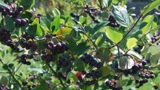 Aronia Pflanzen im Garten Aronia Beeren am Strauch [upl. by Aseeram470]