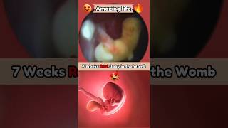 7 Weeks Baby in the Womb 😍 pregnancy embryo share [upl. by Leonanie266]