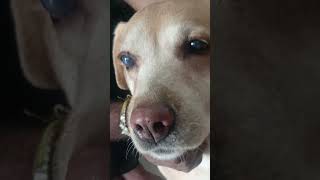 Glaucoma in Dog eye site damaged Retina VasuShobhaAnimalHospital VetDrRakeshAlai [upl. by Nabetse]