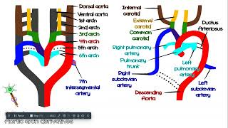 fetal circulation [upl. by Eillil]