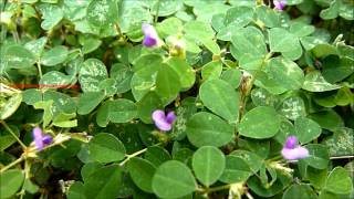 Medicinal Plant  Desmodium triflorum Linn  Creeping Tick Trefoil  നിലംപരണ്ട [upl. by Jaimie]