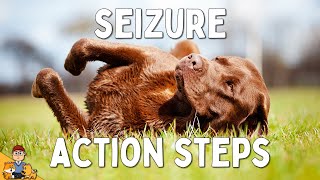 What to Do When Your Dog has a Seizure [upl. by Bruner]