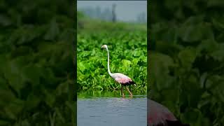 Greater Flamingo greaterflamingo flamingo flamingos shorts [upl. by Howlend469]