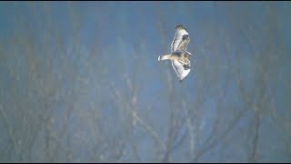 Roughlegged Hawk In Flight 162018 HD [upl. by Yrroc586]