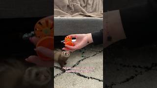 Leur cachette secrète 🫣😂🫶🏻 furet furets ferret ferrets funnyvideos funnyshorts funny [upl. by Tizes]