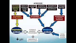 Acid Base Balance and ABGs [upl. by Nysilla]