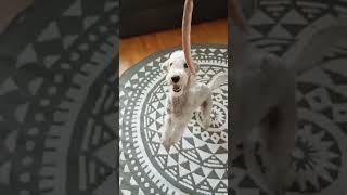 Famous ballet performance Terrier and the rat 🤣 shorts dexterthebedlington [upl. by Bartle303]