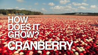 CRANBERRY  How Does It Grow [upl. by Jerrie]