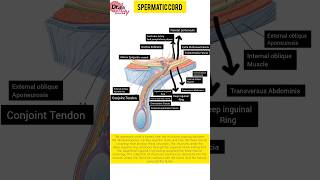 Spermatic Cord anatomy humananatomy humanbody medicalanimation [upl. by Rimidalg]